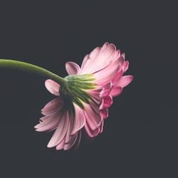 Home & Garden category image